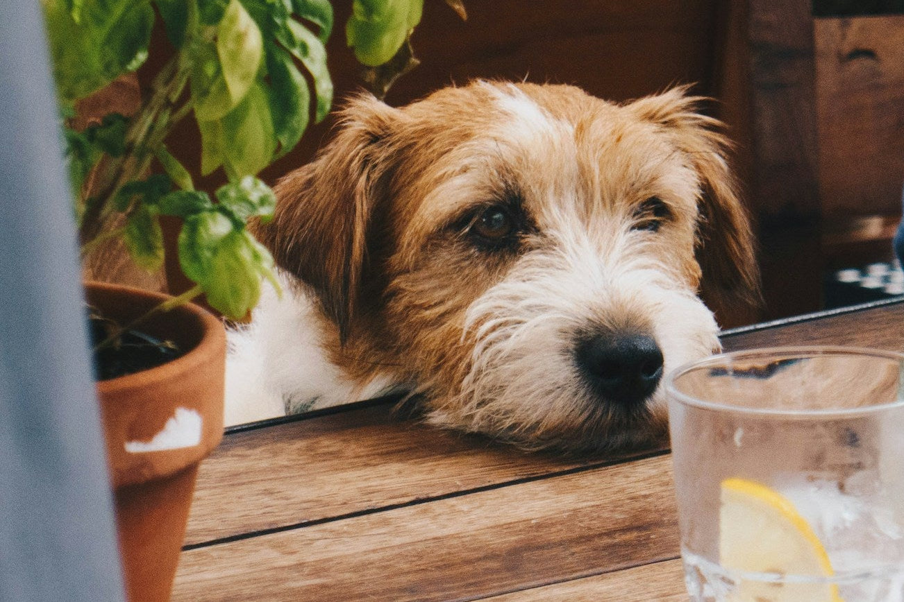 Dog in Amsterdam cafe BLUEY'S where dogs are allowed 
